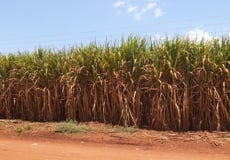 “sugarcane-Kakira-Uganda”