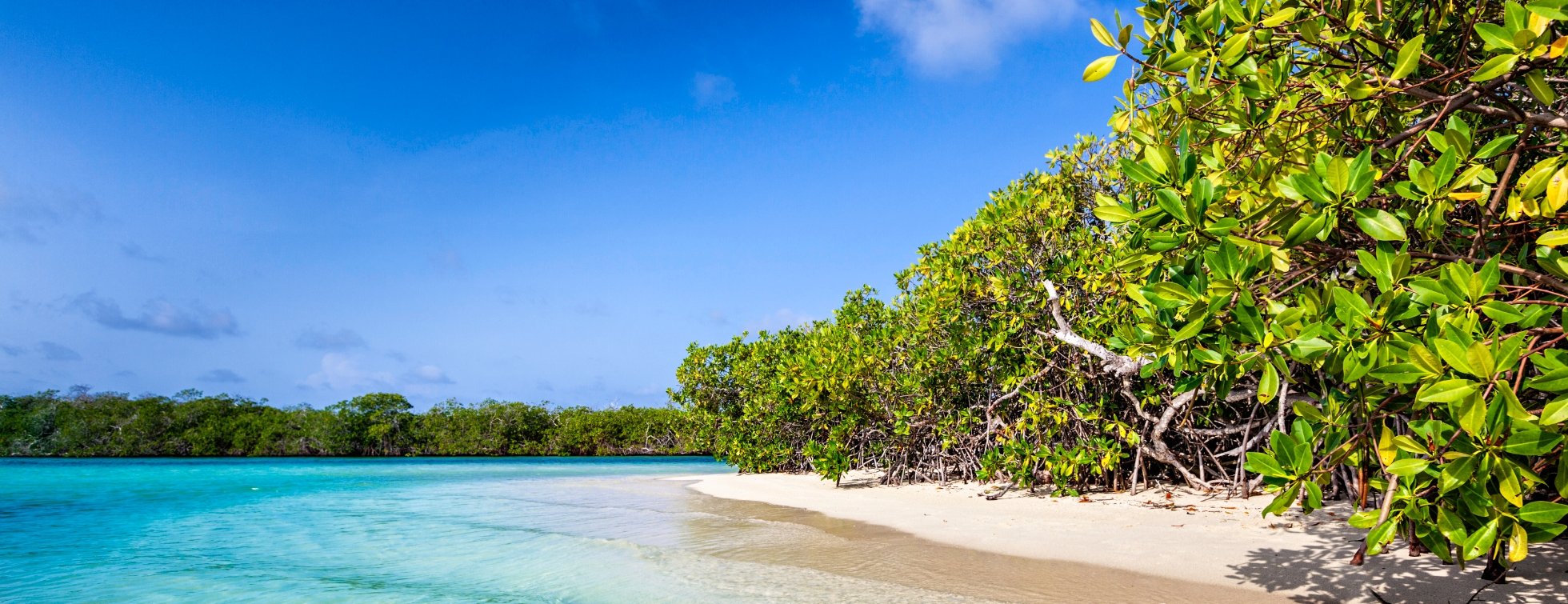 Caribbean mangroves