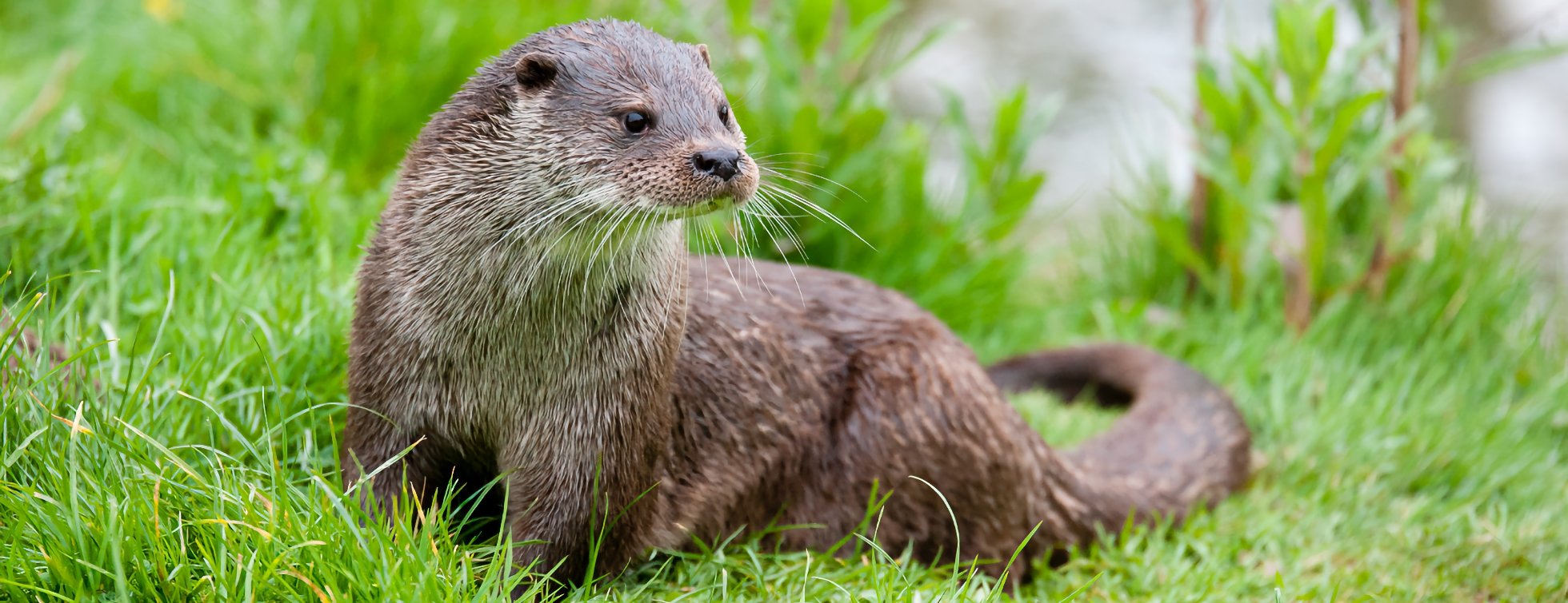 Otter