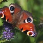 Ecological networks in action: Mapping resilience in Gwent